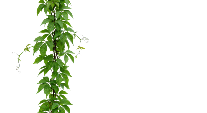 Lush Virginia creeper cascade against dark void tendrils reaching