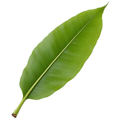 banana leaf isolated on transparent background