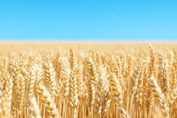 Golden wheat field under a clear blue sky, ripe for harvest