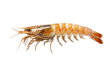 Shrimp aquatic habitat marine life view isolated on transparent background