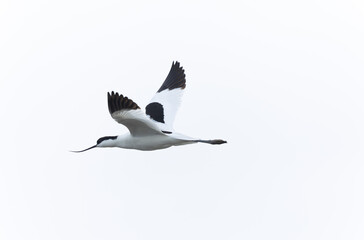 Pied avocet Recurvirostra avosetta in a marsh in Brittany