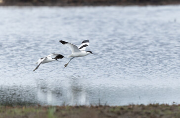 Pied avocet Recurvirostra avosetta in a marsh in Brittany