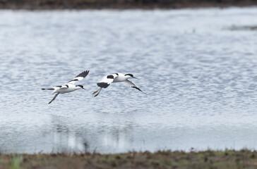 Pied avocet Recurvirostra avosetta in a marsh in Brittany