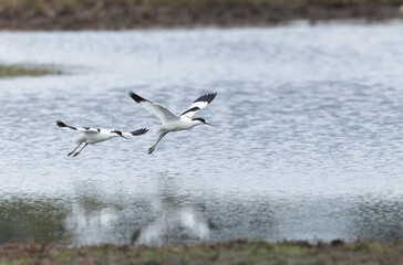 Pied avocet Recurvirostra avosetta in a marsh in Brittany