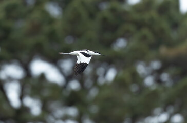 Pied avocet Recurvirostra avosetta in a marsh in Brittany