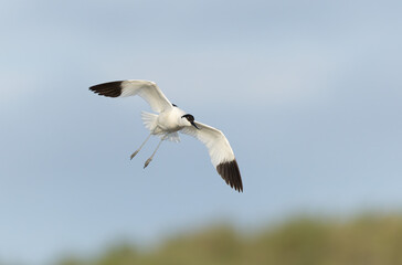 Pied avocet Recurvirostra avosetta in a marsh in Brittany