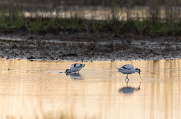 Pied avocet Recurvirostra avosetta in a marsh in Brittany