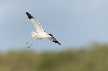 Pied avocet Recurvirostra avosetta in a marsh in Brittany