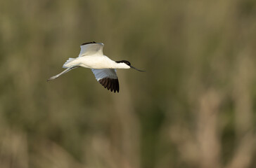 Pied avocet Recurvirostra avosetta in a marsh in Brittany