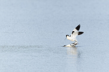 Pied avocet Recurvirostra avosetta in a marsh in Brittany