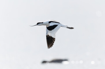 Pied avocet Recurvirostra avosetta in a marsh in Brittany