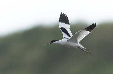 Pied avocet Recurvirostra avosetta in a marsh in Brittany