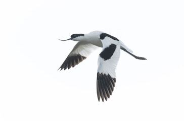 Pied avocet Recurvirostra avosetta in a marsh in Brittany