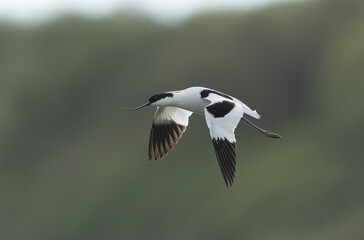 Pied avocet Recurvirostra avosetta in a marsh in Brittany