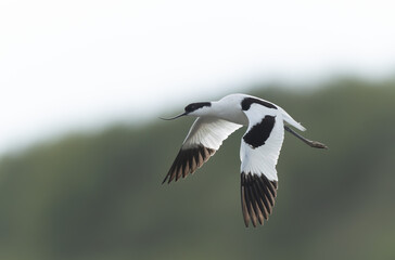 Pied avocet Recurvirostra avosetta in a marsh in Brittany