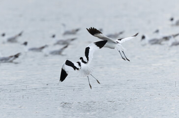 Pied avocet Recurvirostra avosetta in a marsh in Brittany