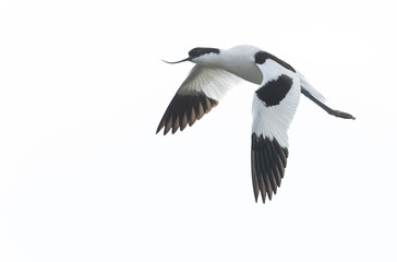 Pied avocet Recurvirostra avosetta in a marsh in Brittany