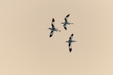 Pied avocet Recurvirostra avosetta in a marsh in Brittany