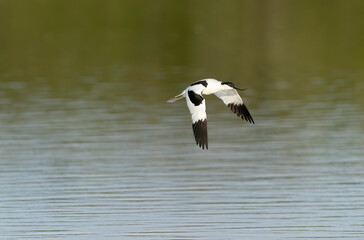 Pied avocet Recurvirostra avosetta in a marsh in Brittany