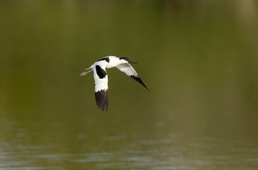 Pied avocet Recurvirostra avosetta in a marsh in Brittany