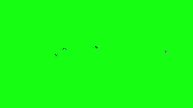 Flying birds flock on green screen, a flock of four birds are flying 