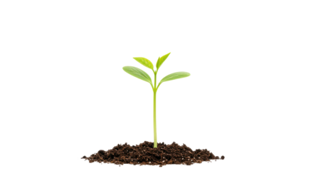 New Life Emerges A vibrant seedling sprouts from rich soil against a stark black backdrop