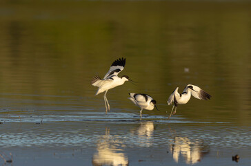 Pied avocet Recurvirostra avosetta in a marsh in Brittany