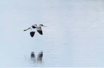 Pied avocet Recurvirostra avosetta in a marsh in Brittany