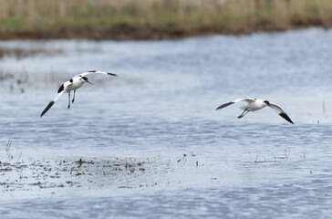 Pied avocet Recurvirostra avosetta in a marsh in Brittany