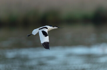 Pied avocet Recurvirostra avosetta in a marsh in Brittany