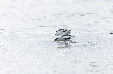 Pied avocet Recurvirostra avosetta in a marsh in Brittany
