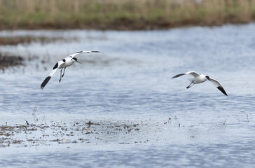 Pied avocet Recurvirostra avosetta in a marsh in Brittany