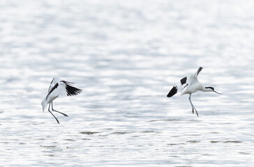 Pied avocet Recurvirostra avosetta in a marsh in Brittany