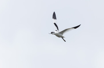 Pied avocet Recurvirostra avosetta in a marsh in Brittany