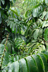 Close up of pometia pinnata or matoa fruit.