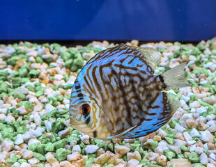 Discus fish in aquarium, tropical fish close-up