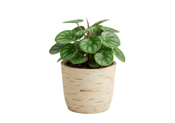 Captivating watermelon peperomia in a birch patterned pot isolated on white backdrop