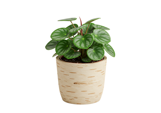 Captivating watermelon peperomia in a birch patterned pot isolated on white backdrop