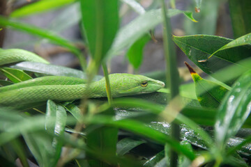 An Asian Vine Snake at a local zoo