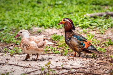 Couple of Mandarin Duck bird on grassy wetlands during a spring nesting period