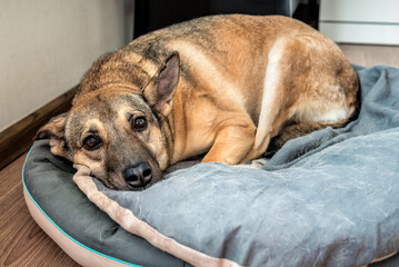 Cute dog resting on pet bed in the room