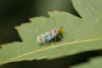 little Leafhopper Japananus hyalinus on a leaf