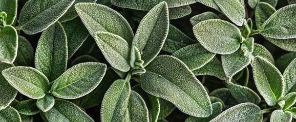Obraz premium Close-up of fresh rosemary leaves, with the background showing an entire plant in full bloom. The focus is on the green and white colors of Rosmarinus officinalis