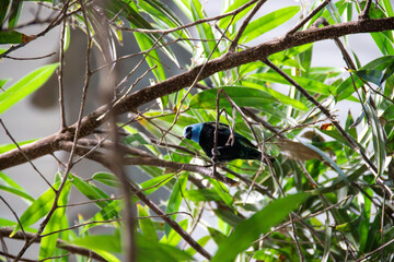 A Blue-necked Tanager at a local zoo