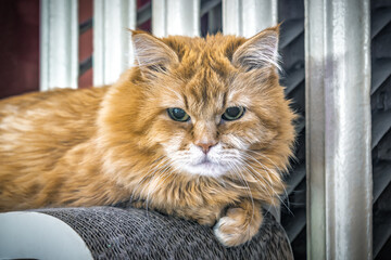 Portrait of red cat resting near the heating radiator