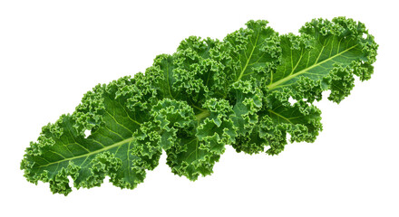 Fototapeta premium Ruffled green kale leaf isolated on black showcasing texture and vibrant color