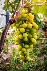 Ripe organic bunch of white grape under sunlight