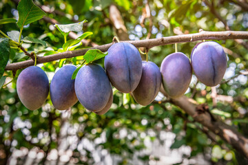 Ripe sweet organic plums in the orchard at sunset