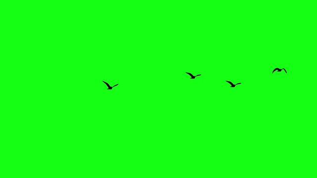 Flock of birds silhouette, Flying birds flock on green screen 