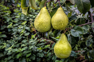 Three ripe pears on the tree after rain